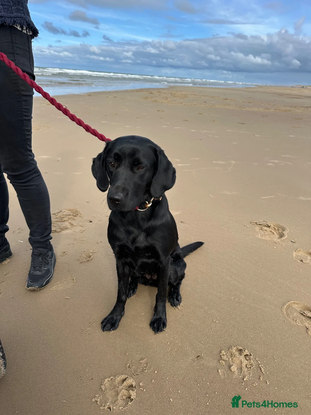 Mixed Breed dogs for sale: Lab x Lurcher  in Northampton - Advert 1