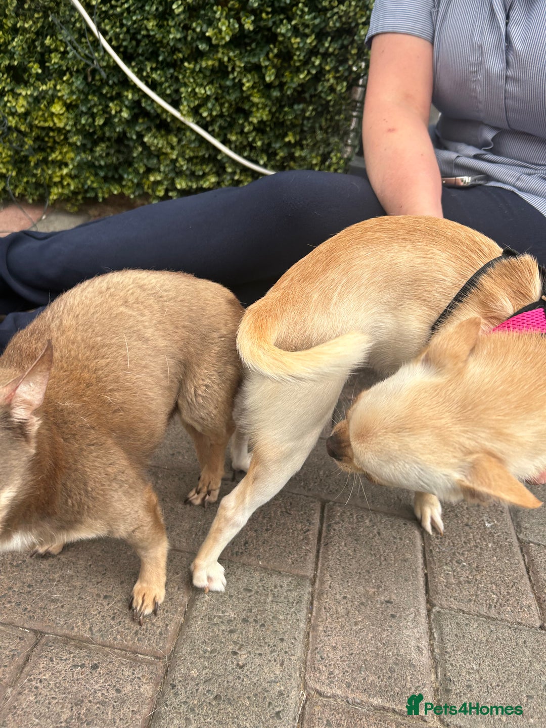 Chihuahua dogs for sale: Stunning smooth coat chihuahua puppies  - Image 21