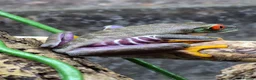 Bearded Dragon reptiles for sale: Bearded dragon babies  - Advert 10