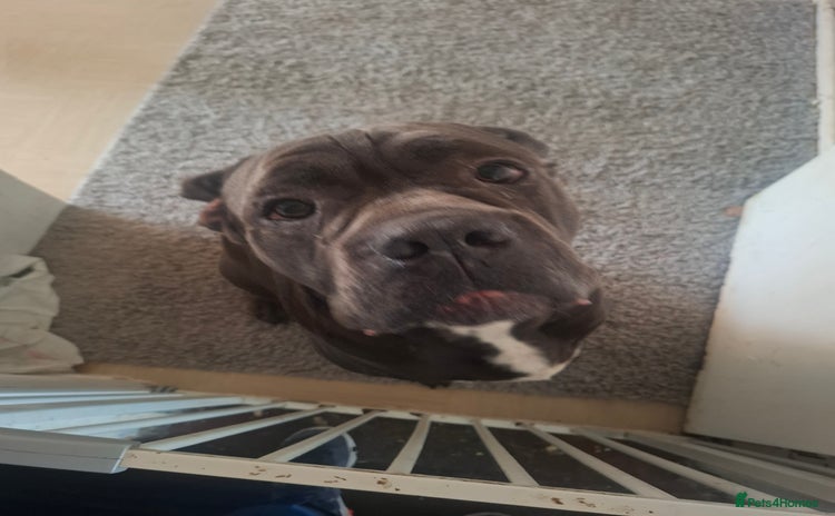 Cane Corso dogs - Advert 1
