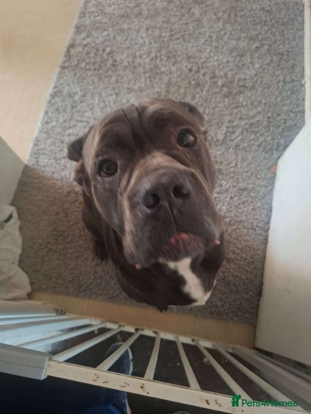 Cane Corso dogs for sale: 3 And Half Year Blue Cane Corso Male  - Image 1