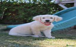 Golden Retriever dogs for sale: Golden retriever  - Image 5