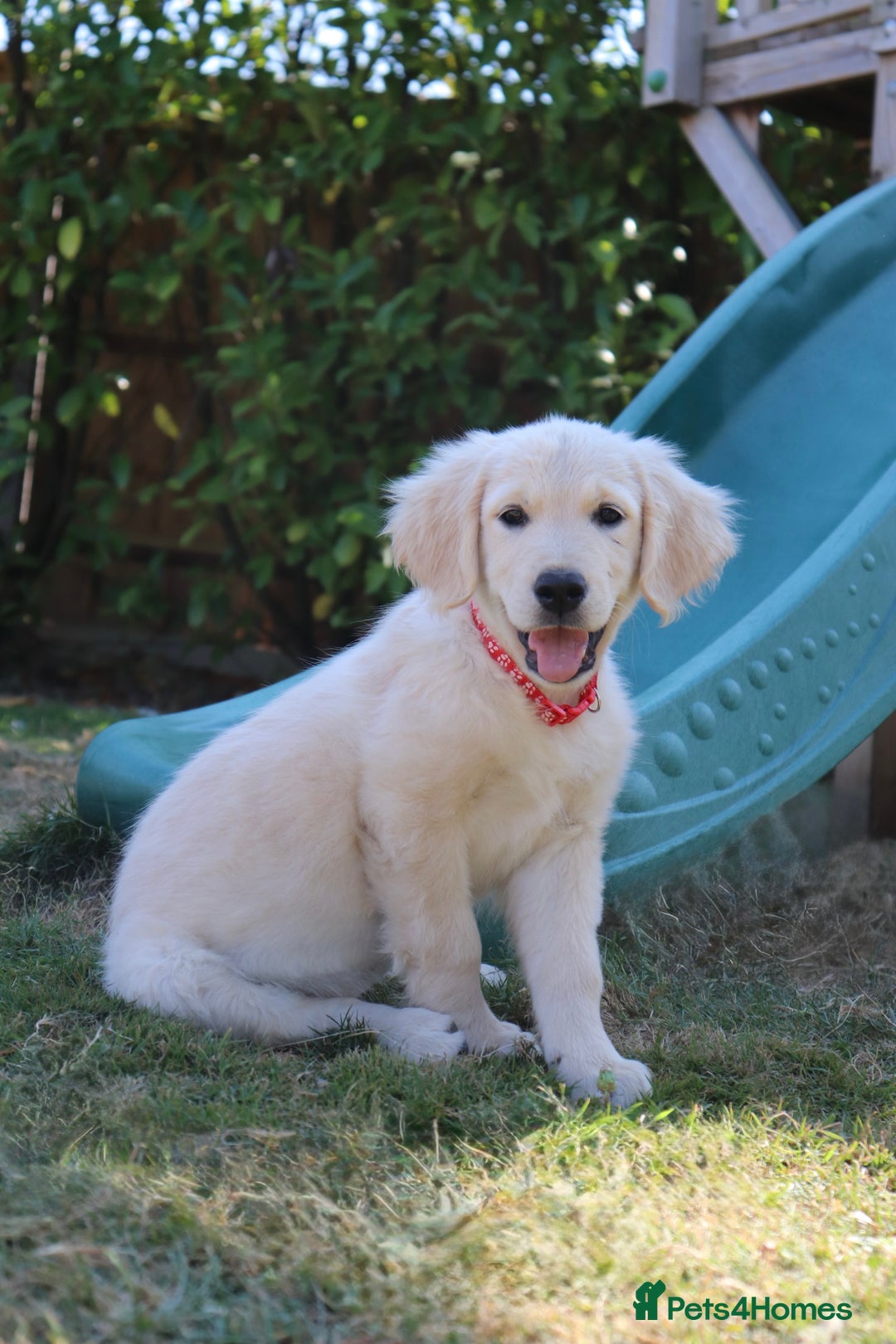 Golden Retriever dogs for sale: Golden retriever  - Image 5