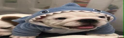English Bulldog dogs for sale:  KC Reg English bulldog pups genuine breed colour - Advert 3