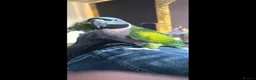Parakeets birds for sale: lord Derbyan moustache parakeet in Leigh - Advert 3