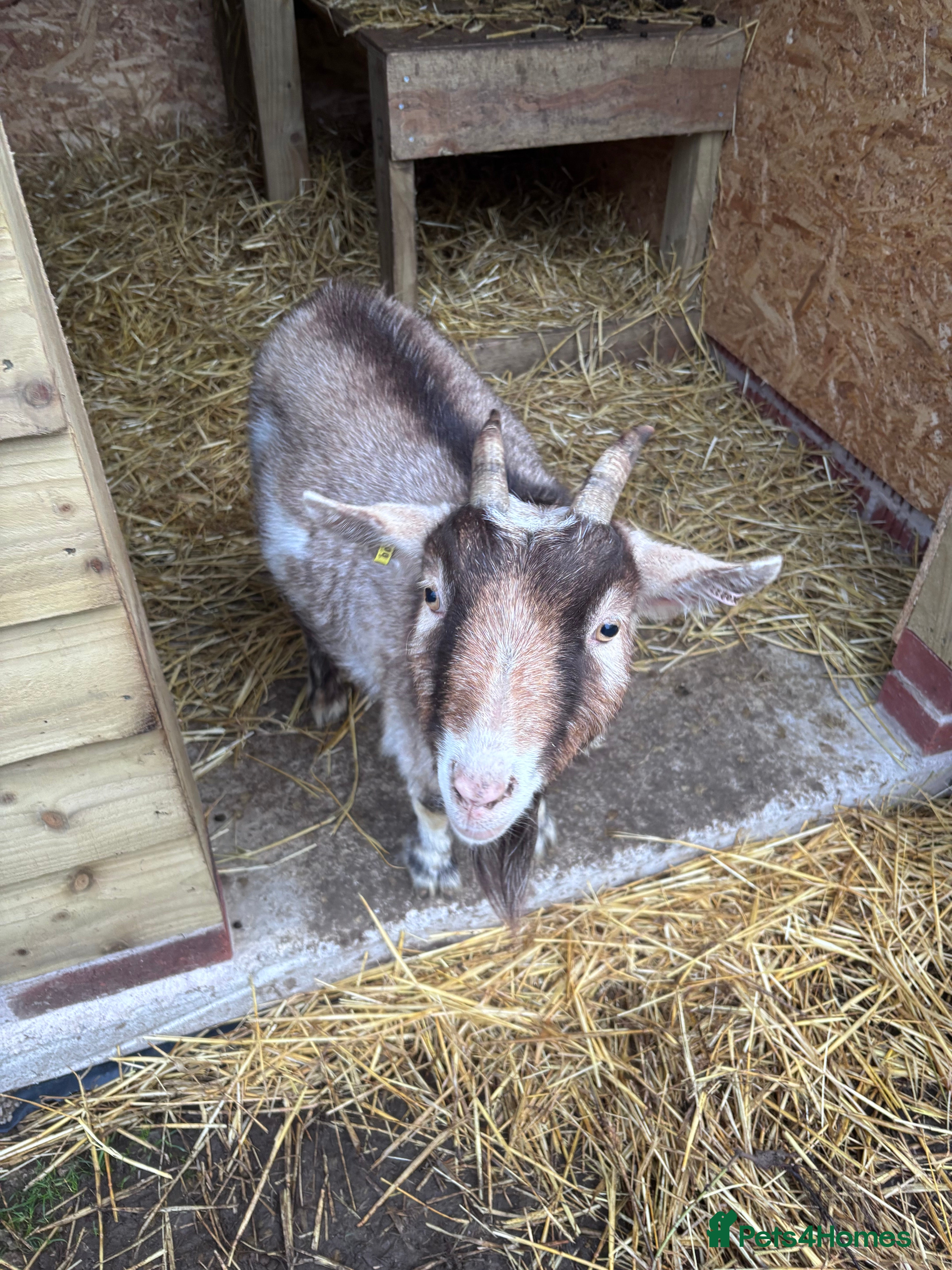 Goats livestock Pygmy wether looking for experienced home  in Nantwich - Advert 5
