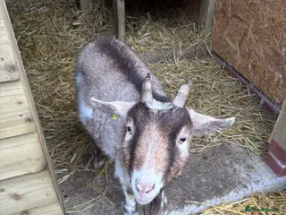 Goats livestock Pygmy wether looking for experienced home in Nantwich - Advert 2