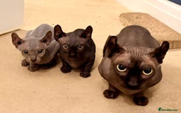 Sphynx cats for sale: Dwelf and Elf kittens - Image 20