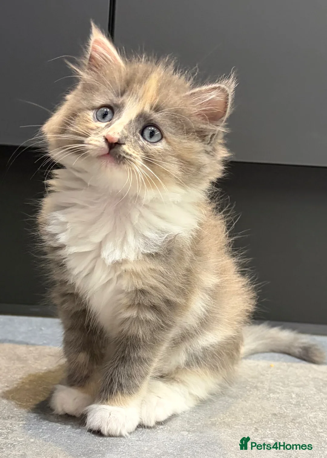 Ragamese cats for sale: 2 lovely playful healthy Ragamese x kittens. Ace V in Wantage - Advert 2