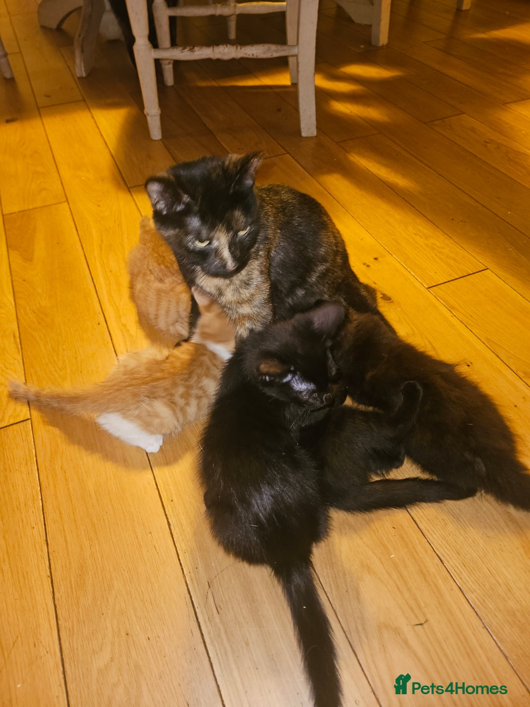 Mixed Breed cats for sale: Very cute 10 week old kittens  - Advert 2