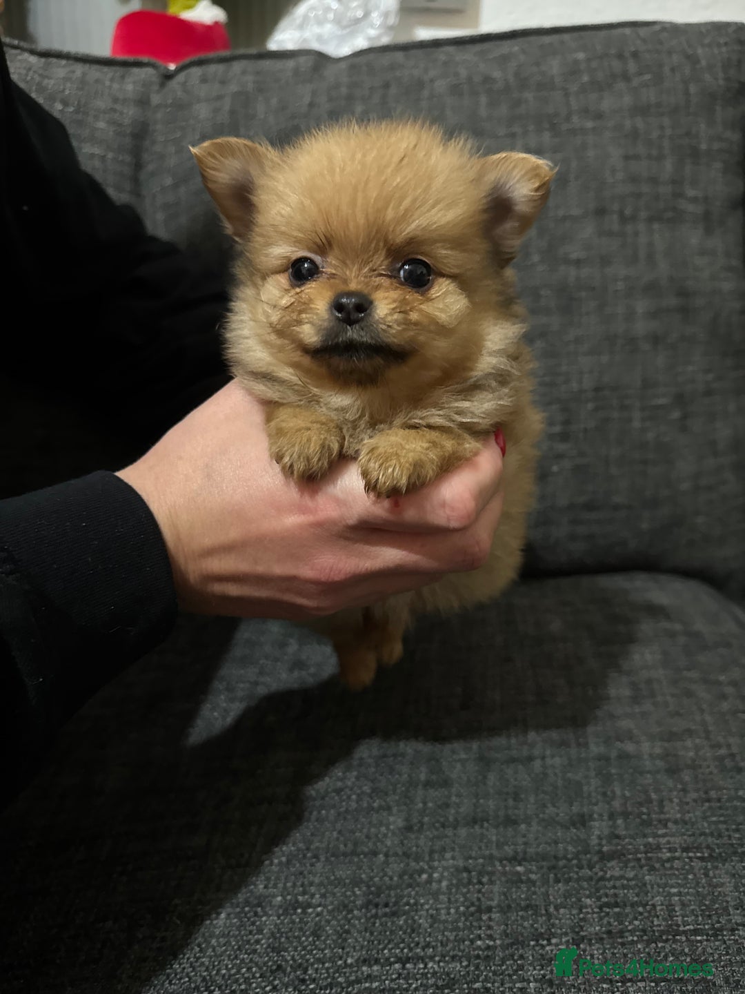 Pomchi dogs for sale: Pomeranian puppy’s  - Advert 14