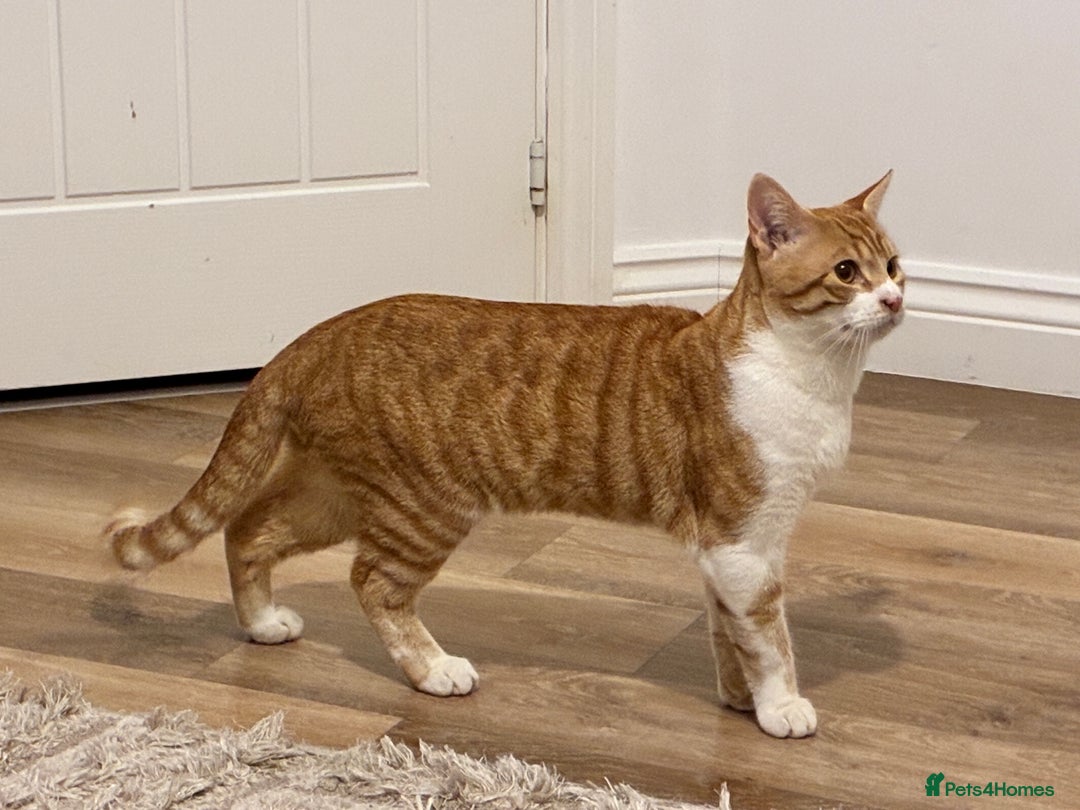 Mixed Breed cats for sale: Chester the ginger boy! - Advert 3