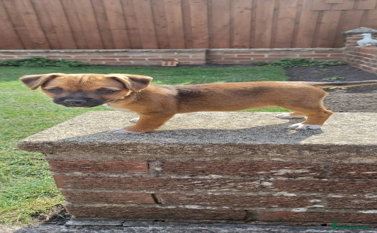 Mixed Breed dogs - Advert 9
