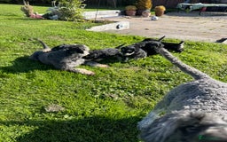 Schnoodle dogs for sale: Stunning Schnoodles, heath tested  - Image 18