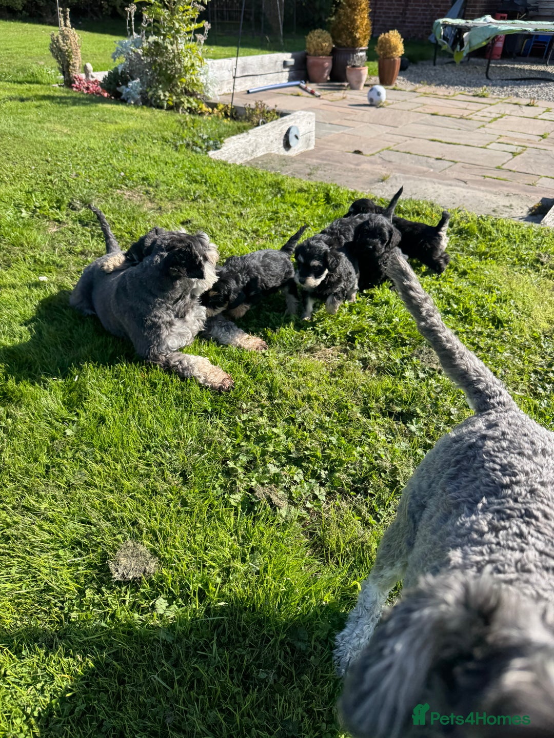 Schnoodle dogs for sale: Stunning Schnoodles, heath tested  - Image 18