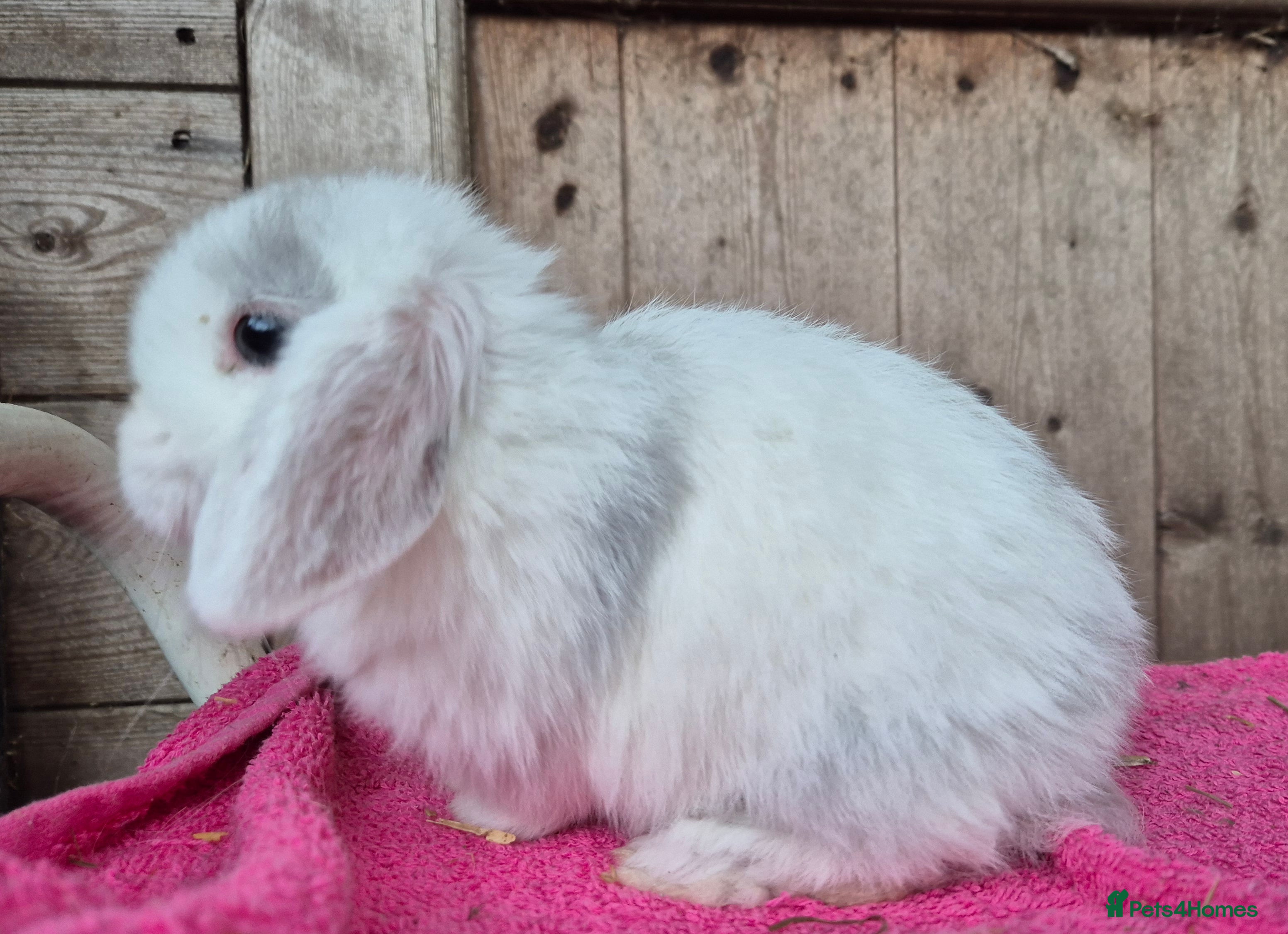 Mini Lop rabbits Mini lop baby boys ready now.  - Advert 7
