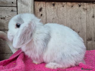 Mini Lop rabbits Mini lop baby boys ready now. - Advert 7