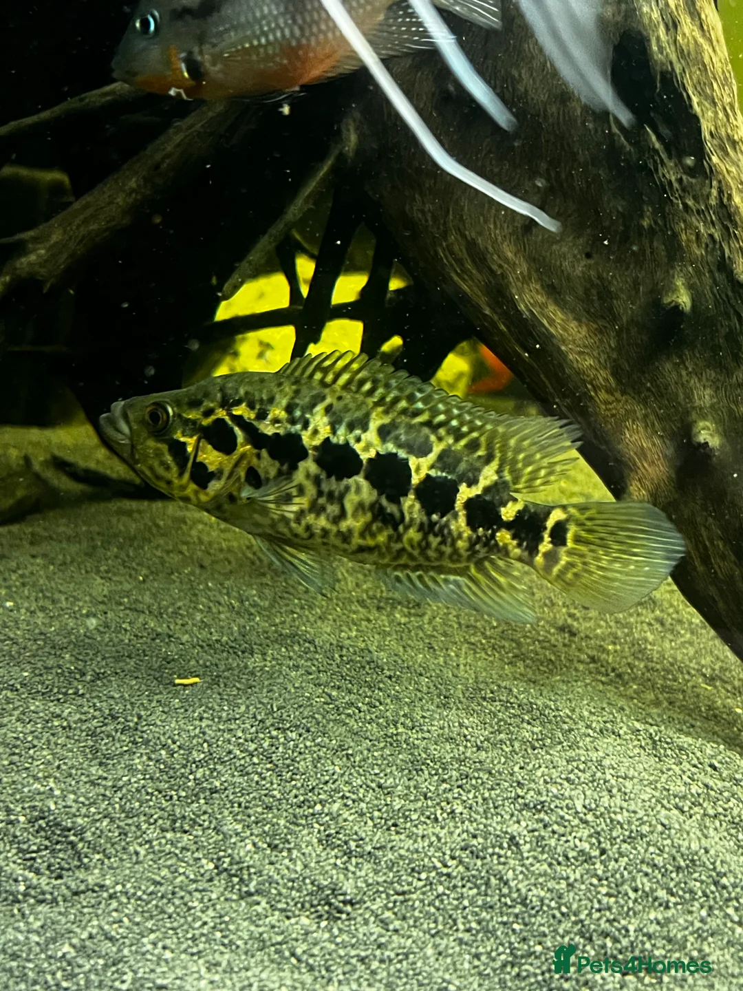 Other/Mixed Breed fish for sale: Jaguar Cichlid, Parrot fish, silver dollars - Advert 1