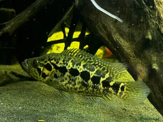 Other/Mixed Breed fish Jaguar Cichlid, Parrot fish, silver dollars - Advert 9