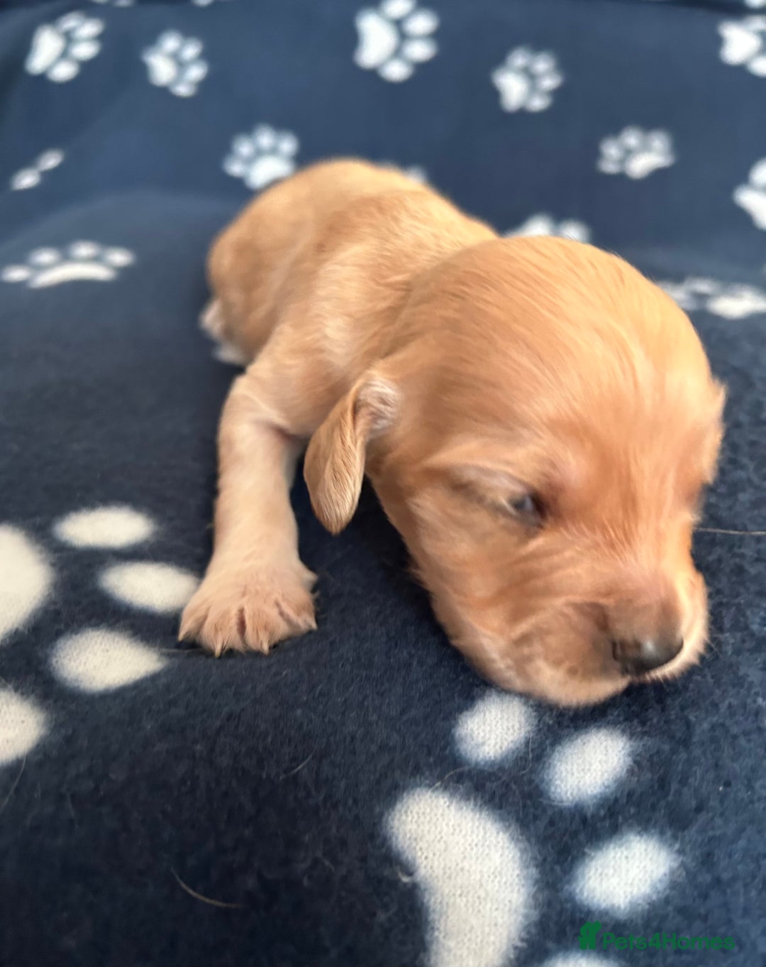 Cocker Spaniel dogs for sale: KC registered Working Cocker Spaniels puppys  - Advert 8