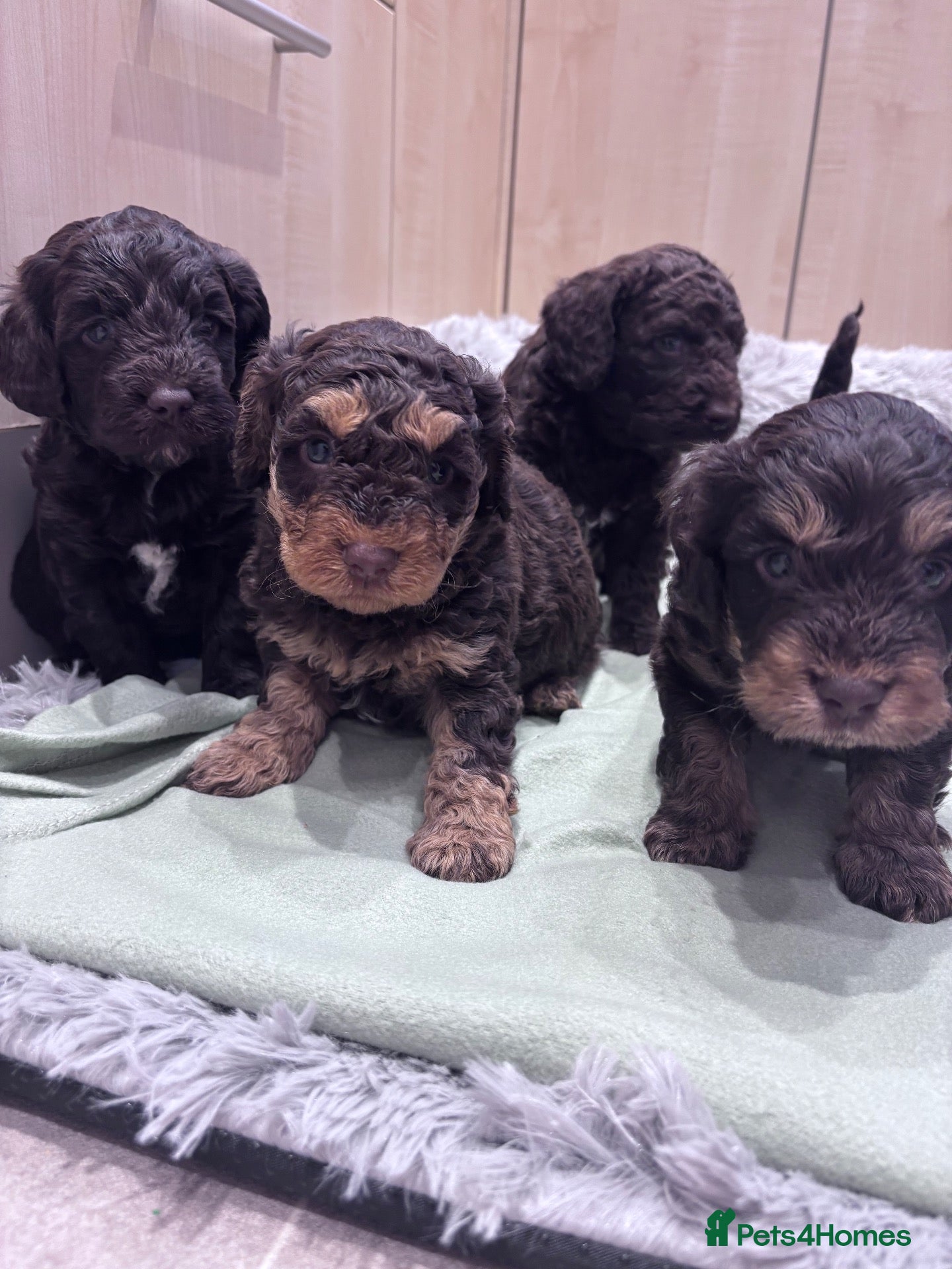 Cockapoo dogs Cockapoo puppies  - Advert 1