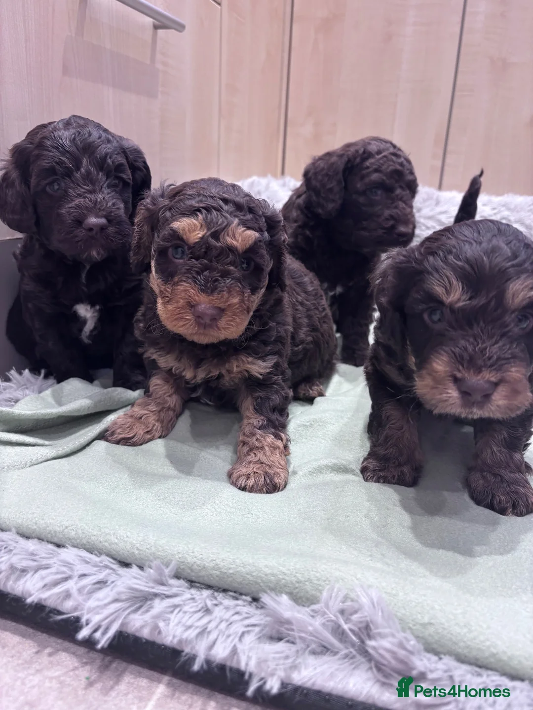 Cockapoo dogs for sale: Cockapoo puppies  - Advert 1