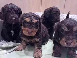 Cockapoo dogs Cockapoo puppies 1 girl left - Advert 1