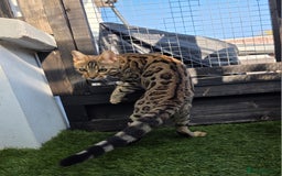 Bengal cats for sale:  Outstanding Quality Bengal kittens ready to leave - Image 39
