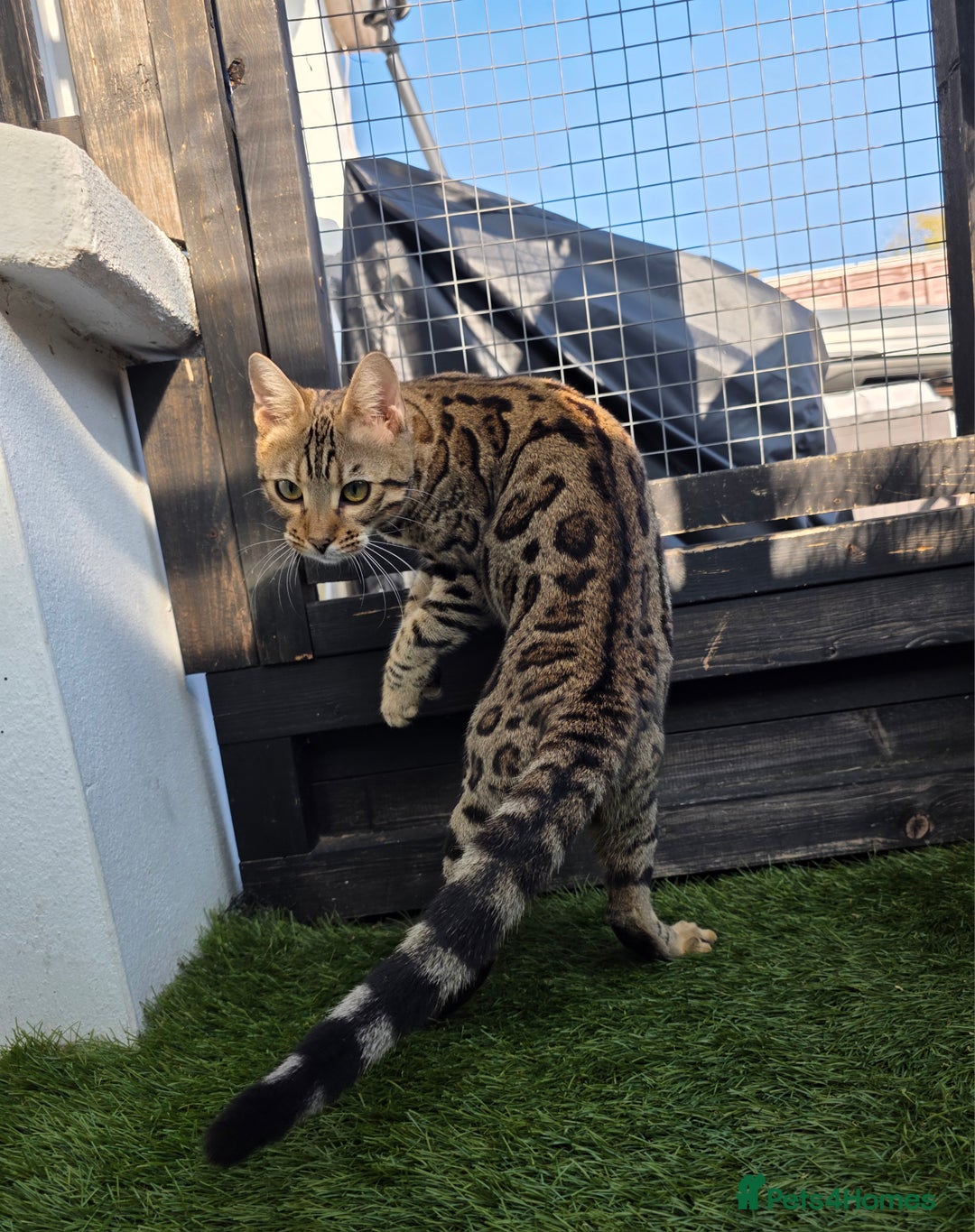 Bengal cats for sale:  Outstanding Quality Bengal kittens ready to leave - Image 39