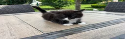 Mixed Breed cats for sale: Ragdoll - Mixed - Advert 10