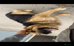 German Shepherd dogs for sale: 8 German shepherd puppies - Image 11