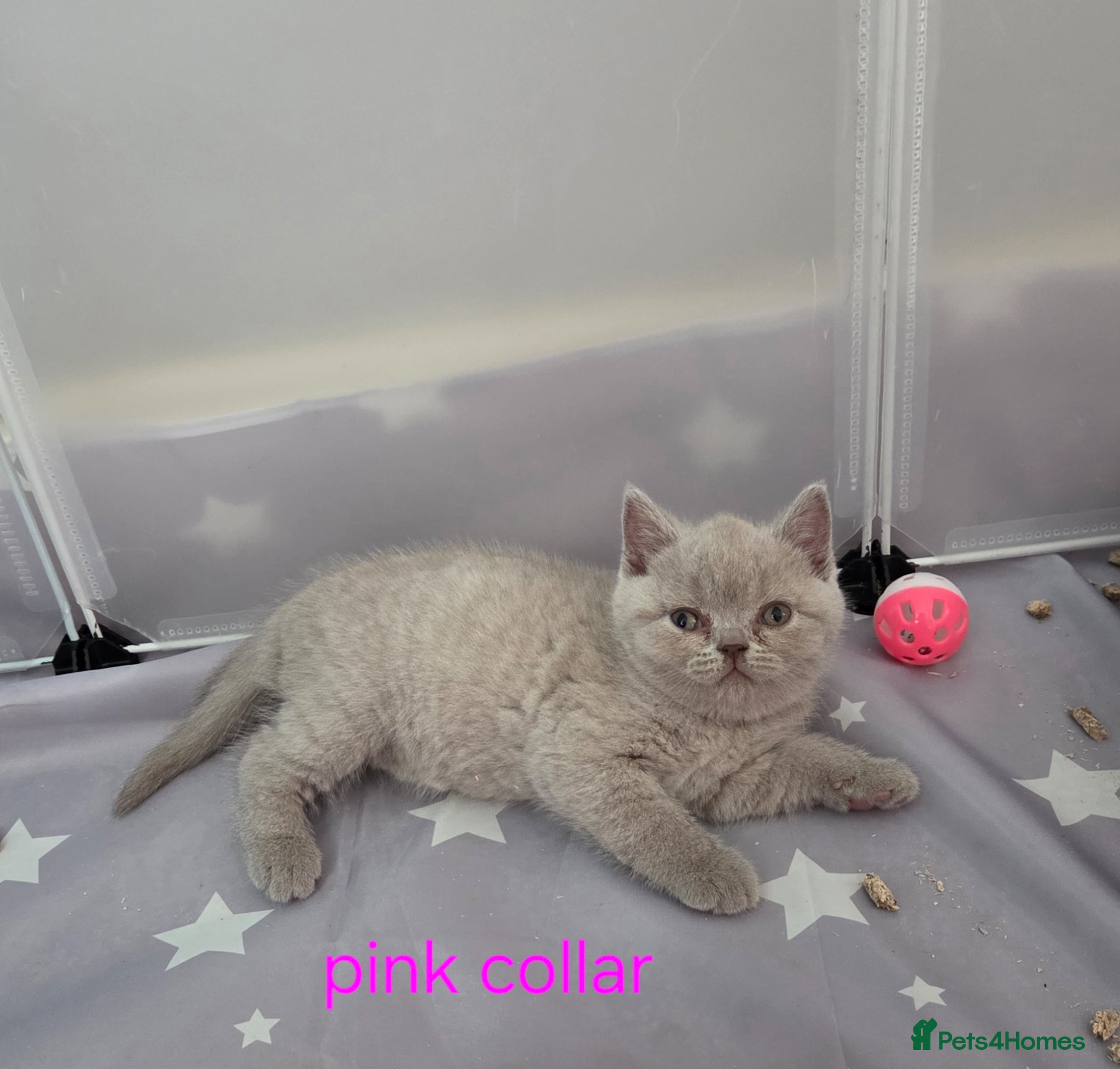 British Shorthair cats British shorthair kittens - Advert 10