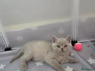 British Shorthair cats British shorthair kittens - Advert 10