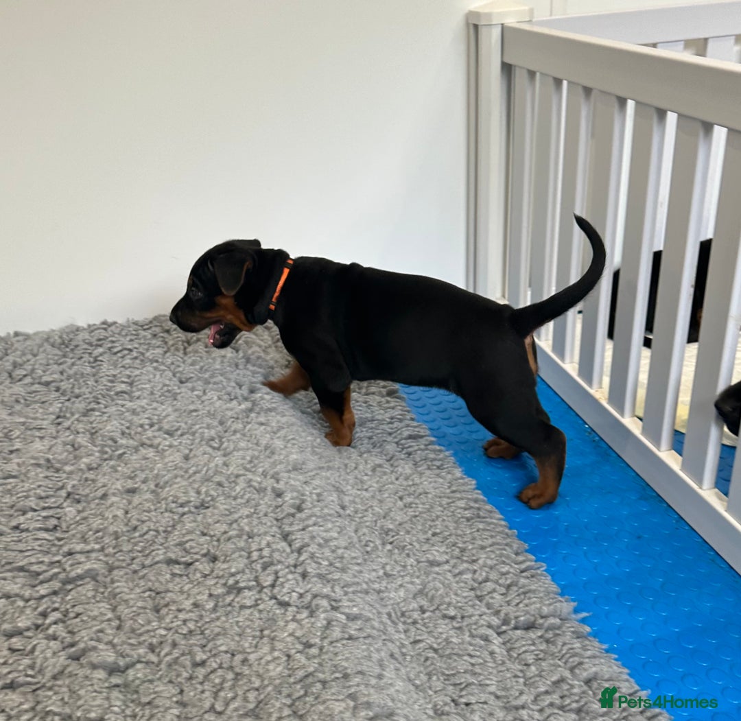 Mixed Breed dogs for sale: Pure breed Chinese red dog puppies/Laizhou Hong - Image 19