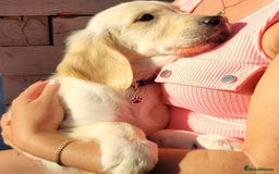 Golden Retriever dogs for sale: READY NOW Stunning Golden Retriever PUPPIES-3 LEFT - Image 28