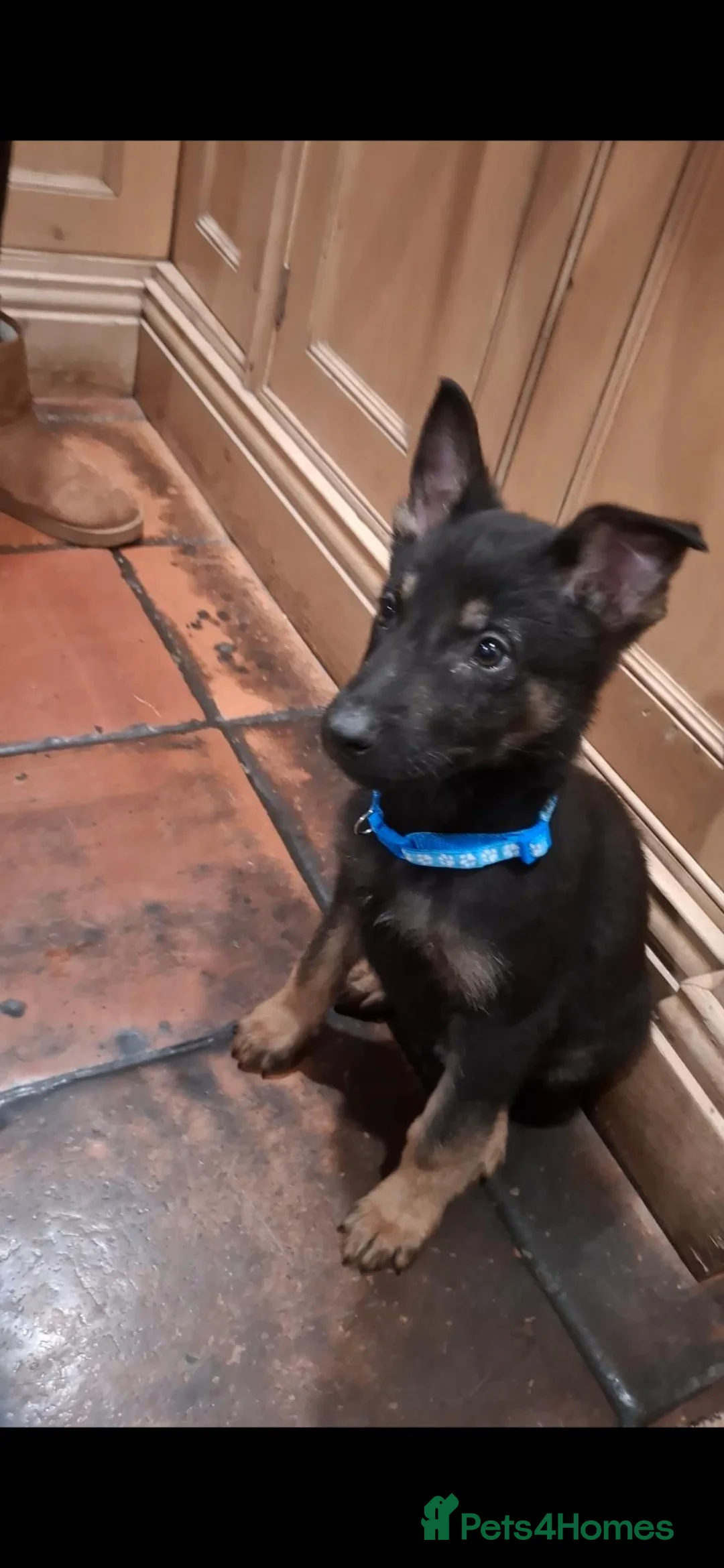 Mixed Breed dogs for sale: Belguim Malinois Puppies  - Advert 20