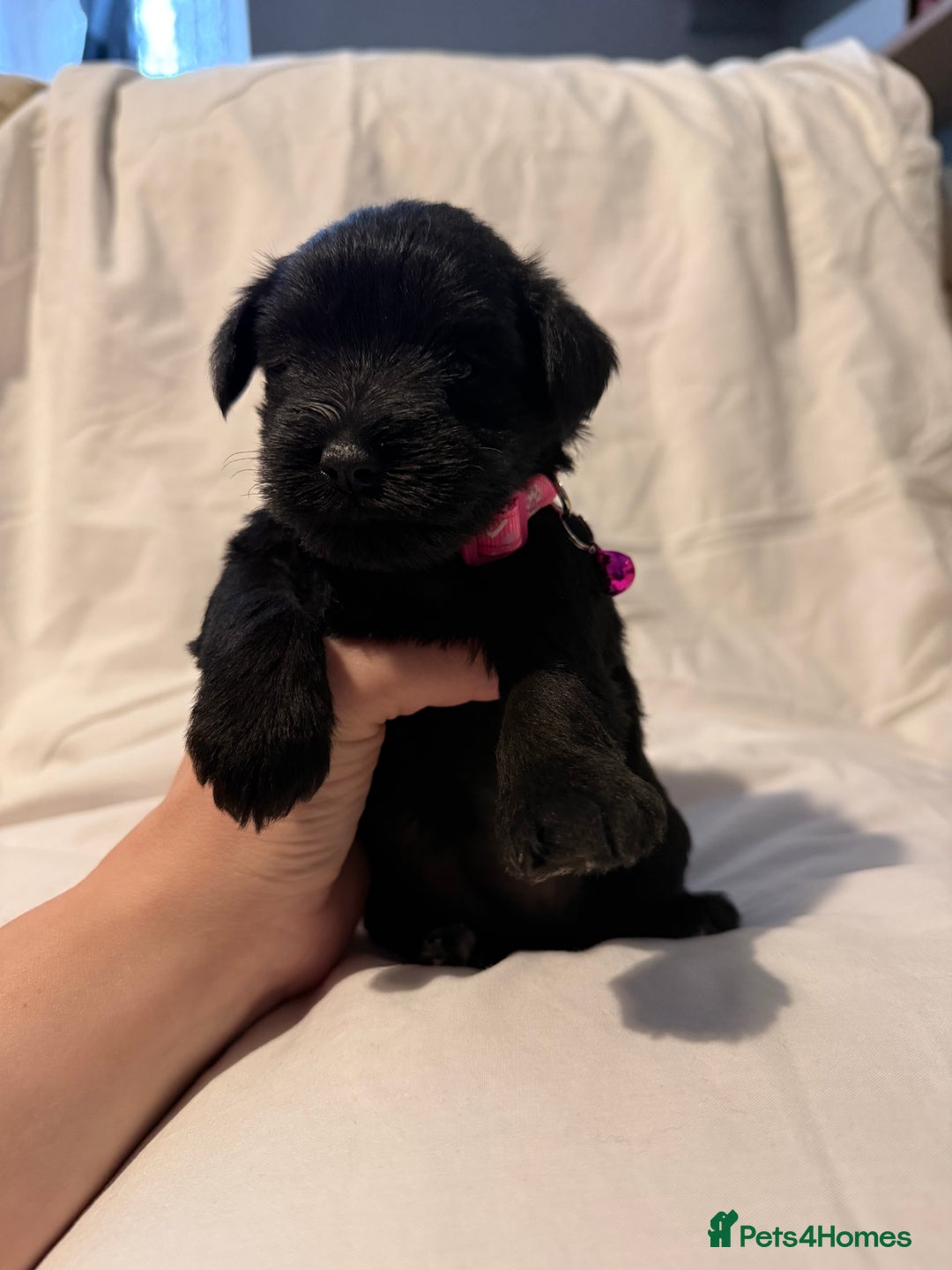 Miniature Schnauzer dogs for sale: Miniature schnauzer girl puppy available - Advert 10