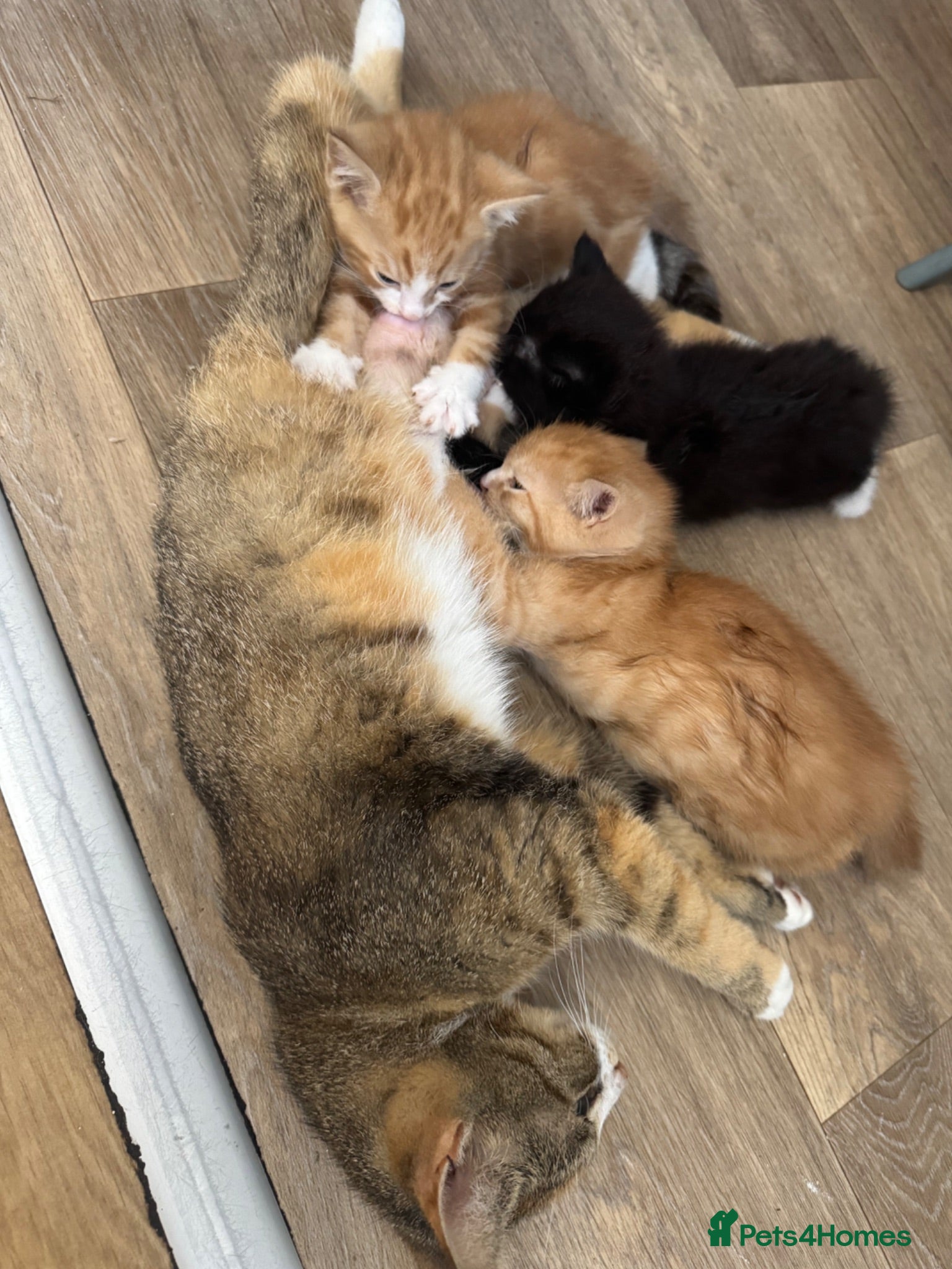 Mixed Breed cats 3 beautiful male kittens - Advert 1