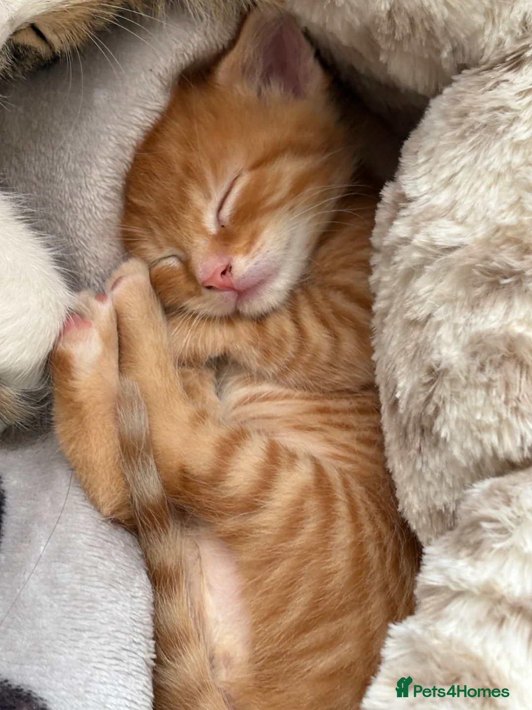 Mixed Breed cats for sale: 5 kittens for sale deposit wanted  in Leeds - Advert 2