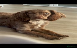 Sprocker dogs for stud: Merle Sprocker for stud - Image 4