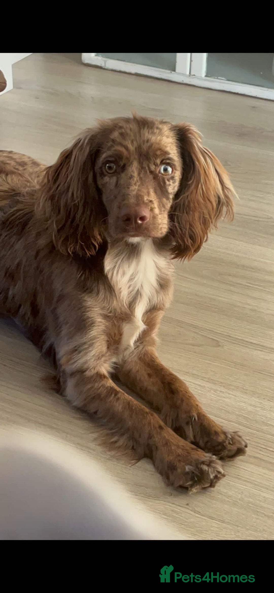 Sprocker dogs for stud: Merle Sprocker for stud - Image 4