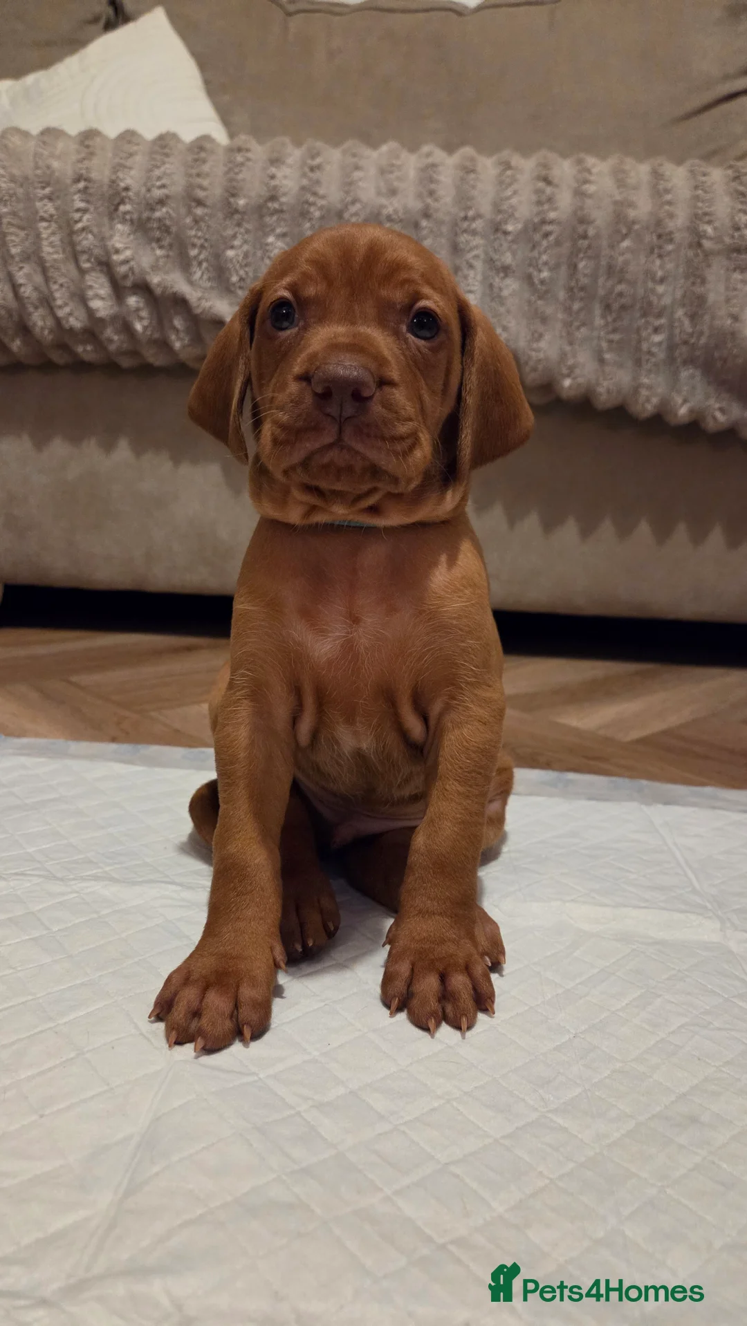 Hungarian Vizsla dogs for sale: 🧡 Hungarian Vizslas. Exceptional pedigrees 🧡 - Advert 20