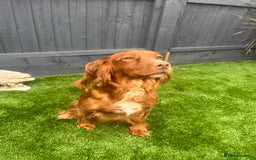 Cockapoo dogs for sale: ⭐️ 7 beautiful cockapoo puppies ⭐️  - Image 12