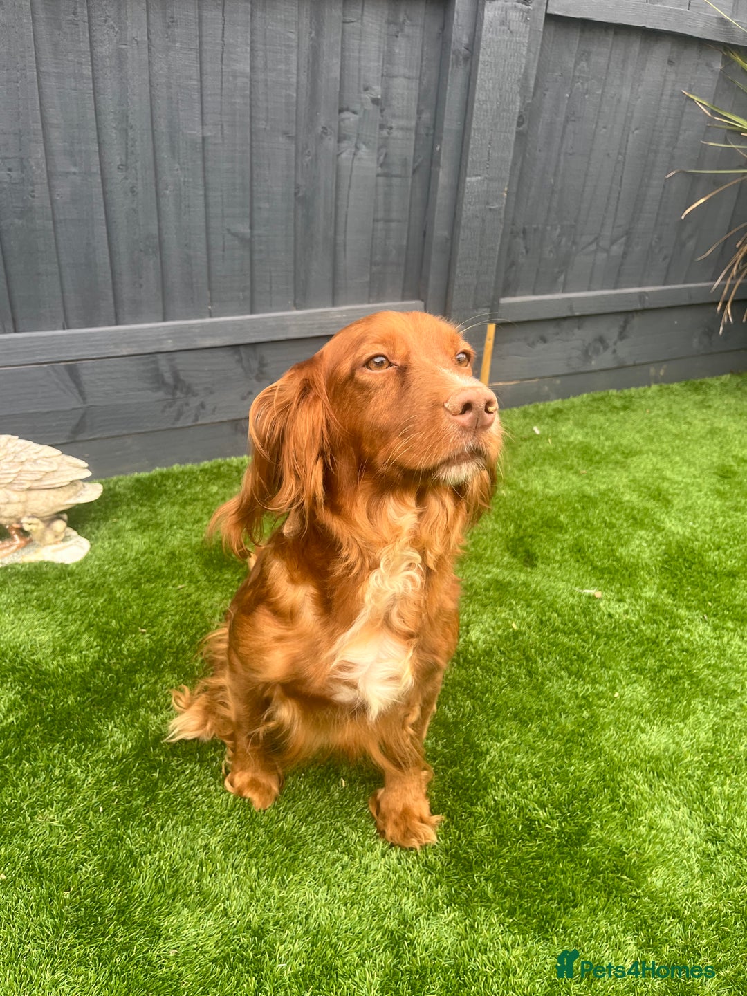 Cockapoo dogs for sale: ⭐️ 7 beautiful cockapoo puppies ⭐️  - Image 12