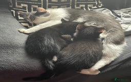 Mixed Breed cats for sale: Kittens for sale Walsall  - Image 3