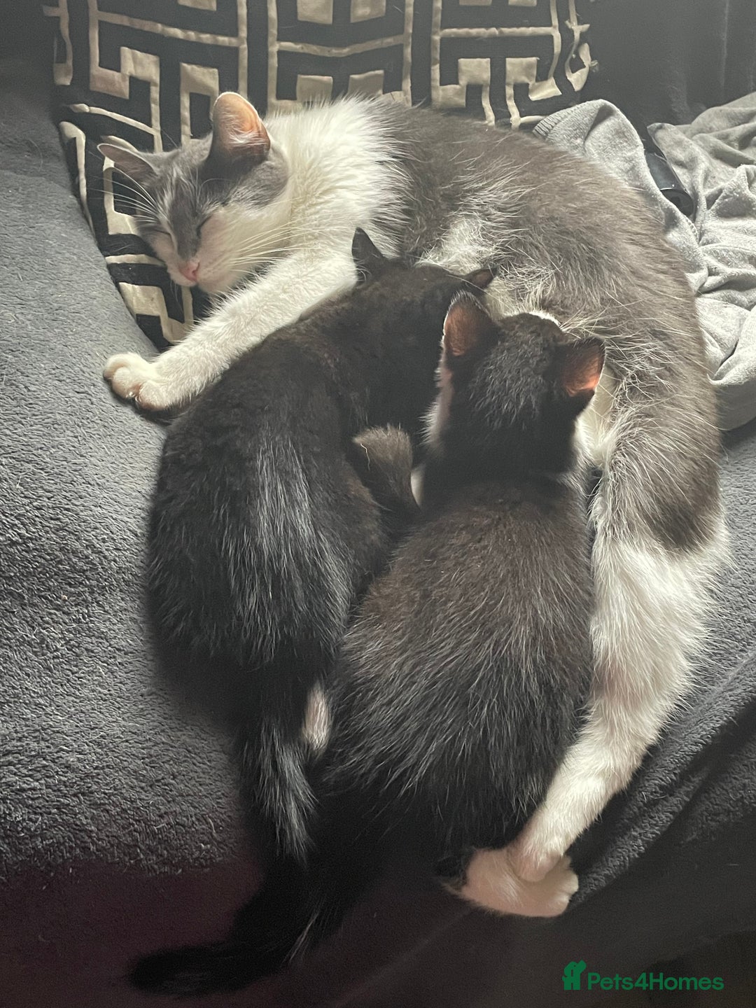 Mixed Breed cats for sale: Kittens for sale Walsall  - Image 3
