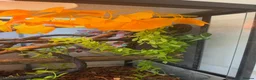 Chameleon reptiles for sale: Nosy B Cameleon - Advert 10