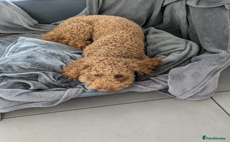 Cockapoo dogs - Advert 1