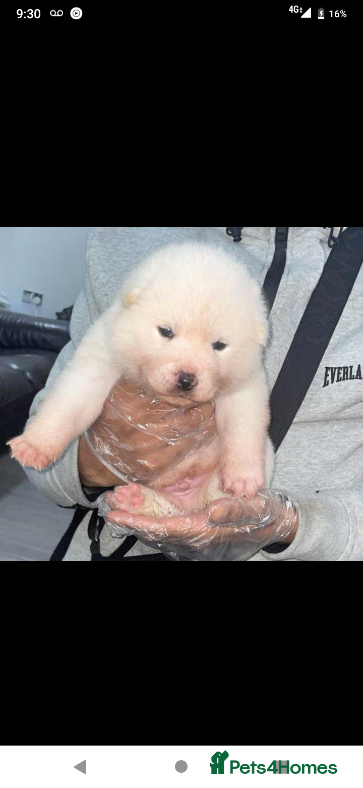 Japanese Akita Inu dogs Japanese Akita Puppies  - Advert 1