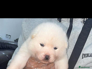 Japanese Akita Inu dogs Japanese Akita Puppies - Advert 3